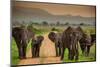 African Elephant Family on Safari, Mizumi Safari Park, Tanzania, East Africa, Africa-Laura Grier-Mounted Photographic Print
