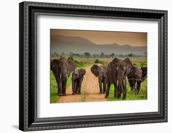 African Elephant Family on Safari, Mizumi Safari Park, Tanzania, East Africa, Africa-Laura Grier-Framed Photographic Print