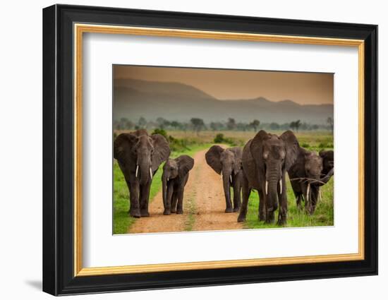 African Elephant Family on Safari, Mizumi Safari Park, Tanzania, East Africa, Africa-Laura Grier-Framed Photographic Print