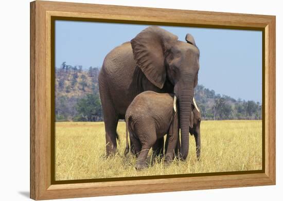 African Elephant Female, Cow with Young Calf-null-Framed Premier Image Canvas