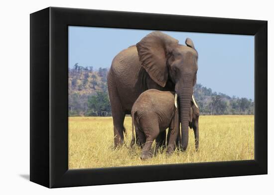 African Elephant Female, Cow with Young Calf-null-Framed Premier Image Canvas