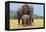 African Elephant Female, Cow with Young Calf-null-Framed Premier Image Canvas