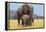 African Elephant Female, Cow with Young Calf-null-Framed Premier Image Canvas