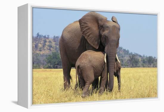 African Elephant Female, Cow with Young Calf-null-Framed Premier Image Canvas