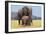 African Elephant Female, Cow with Young Calf-null-Framed Photographic Print