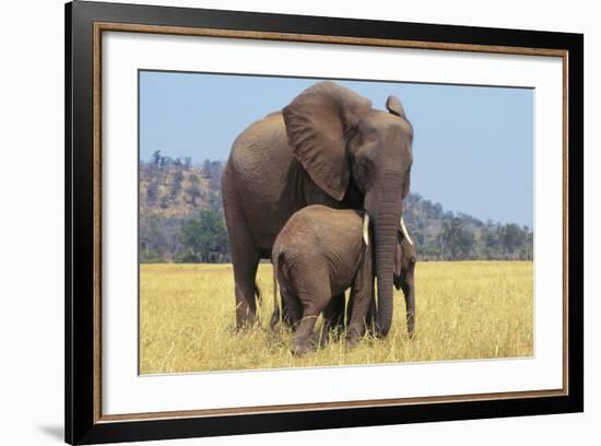 African Elephant Female, Cow with Young Calf-null-Framed Photographic Print