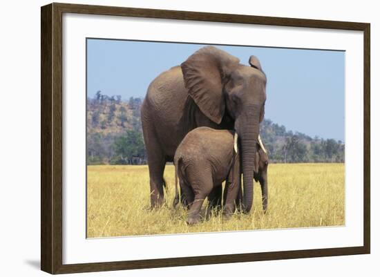 African Elephant Female, Cow with Young Calf-null-Framed Photographic Print