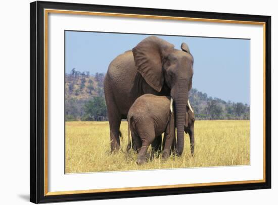 African Elephant Female, Cow with Young Calf-null-Framed Photographic Print