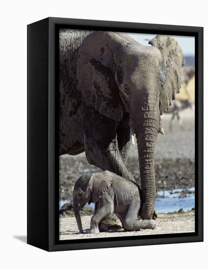 African Elephant Female Helping Baby (Loxodonta Africana) Etosha National Park, Namibia-Tony Heald-Framed Premier Image Canvas