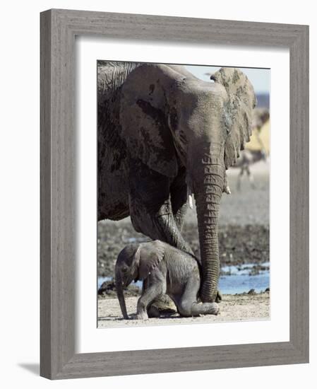 African Elephant Female Helping Baby (Loxodonta Africana) Etosha National Park, Namibia-Tony Heald-Framed Photographic Print