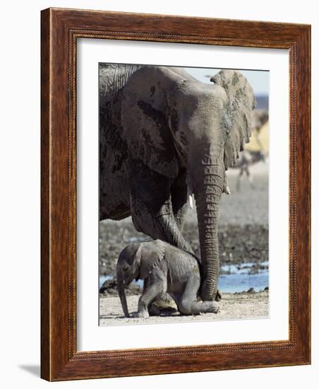 African Elephant Female Helping Baby (Loxodonta Africana) Etosha National Park, Namibia-Tony Heald-Framed Photographic Print