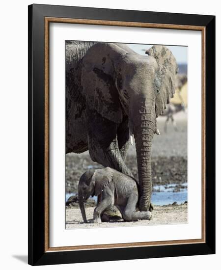 African Elephant Female Helping Baby (Loxodonta Africana) Etosha National Park, Namibia-Tony Heald-Framed Photographic Print