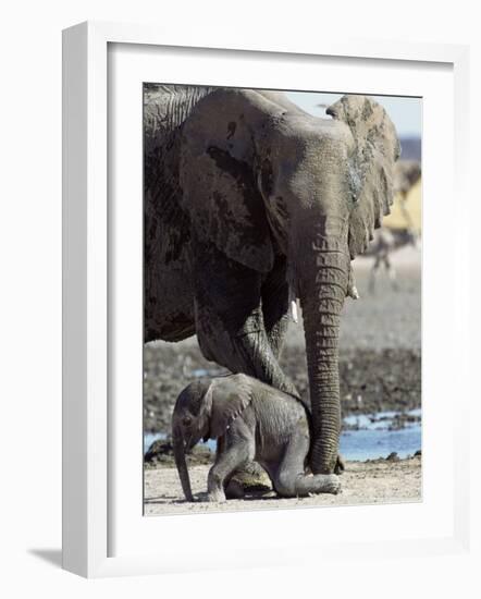 African Elephant Female Helping Baby (Loxodonta Africana) Etosha National Park, Namibia-Tony Heald-Framed Photographic Print
