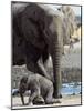 African Elephant Female Helping Baby (Loxodonta Africana) Etosha National Park, Namibia-Tony Heald-Mounted Photographic Print