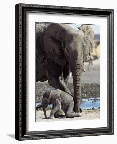 African Elephant Female Helping Baby (Loxodonta Africana) Etosha National Park, Namibia-Tony Heald-Framed Photographic Print