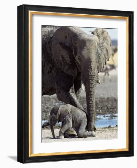 African Elephant Female Helping Baby (Loxodonta Africana) Etosha National Park, Namibia-Tony Heald-Framed Photographic Print