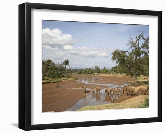 African Elephant Going to the Uaso Nyro River, Samburu National Reserve, Kenya, East Africa, Africa-James Hager-Framed Photographic Print