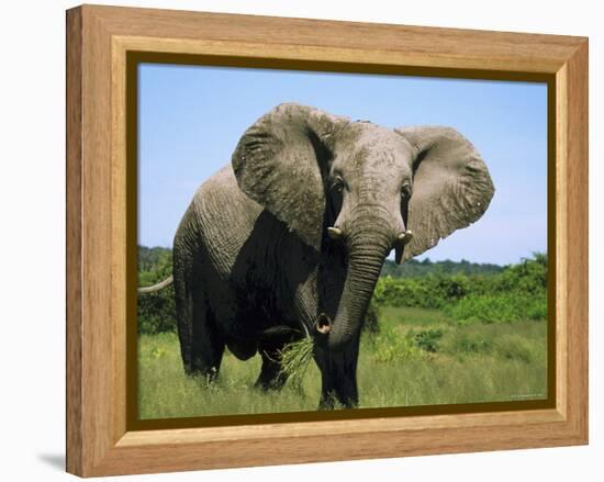 African Elephant Grazing, Chobe National Park Botswana-Tony Heald-Framed Premier Image Canvas