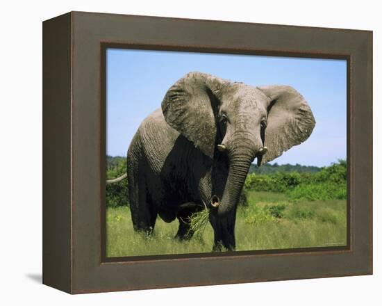 African Elephant Grazing, Chobe National Park Botswana-Tony Heald-Framed Premier Image Canvas