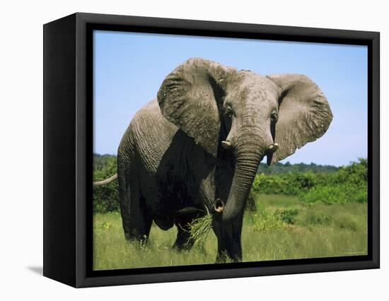 African Elephant Grazing, Chobe National Park Botswana-Tony Heald-Framed Premier Image Canvas