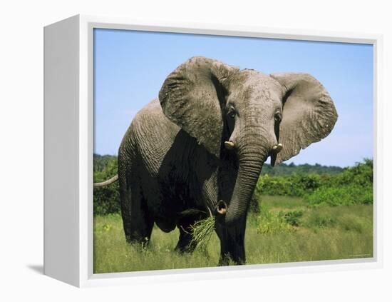 African Elephant Grazing, Chobe National Park Botswana-Tony Heald-Framed Premier Image Canvas
