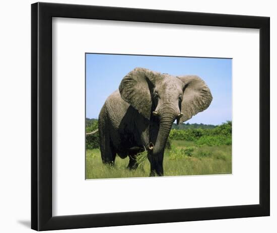 African Elephant Grazing, Chobe National Park Botswana-Tony Heald-Framed Premium Photographic Print