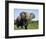 African Elephant Grazing, Chobe National Park Botswana-Tony Heald-Framed Premium Photographic Print