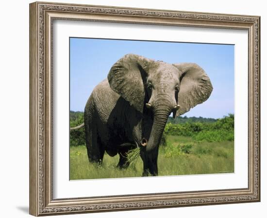 African Elephant Grazing, Chobe National Park Botswana-Tony Heald-Framed Photographic Print