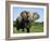 African Elephant Grazing, Chobe National Park Botswana-Tony Heald-Framed Photographic Print