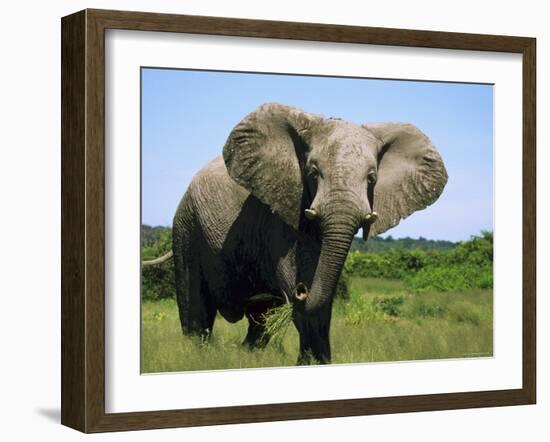 African Elephant Grazing, Chobe National Park Botswana-Tony Heald-Framed Photographic Print