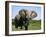 African Elephant Grazing, Chobe National Park Botswana-Tony Heald-Framed Photographic Print