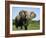 African Elephant Grazing, Chobe National Park Botswana-Tony Heald-Framed Photographic Print