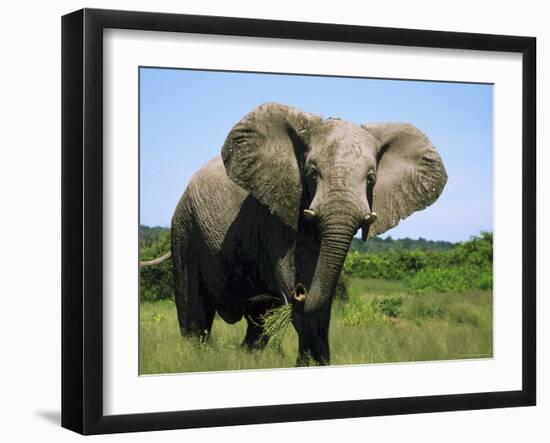 African Elephant Grazing, Chobe National Park Botswana-Tony Heald-Framed Photographic Print