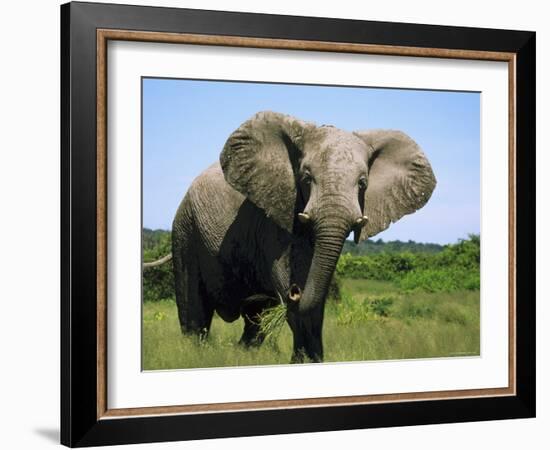 African Elephant Grazing, Chobe National Park Botswana-Tony Heald-Framed Photographic Print
