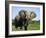 African Elephant Grazing, Chobe National Park Botswana-Tony Heald-Framed Photographic Print