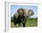 African Elephant Grazing, Chobe National Park Botswana-Tony Heald-Framed Photographic Print