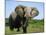 African Elephant Grazing, Chobe National Park Botswana-Tony Heald-Mounted Photographic Print
