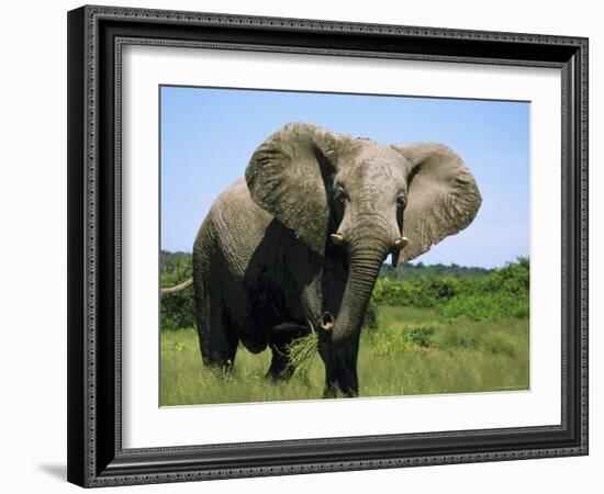 African Elephant Grazing, Chobe National Park Botswana-Tony Heald-Framed Photographic Print