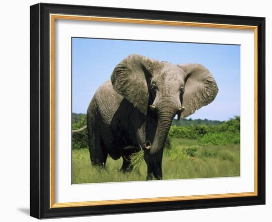 African Elephant Grazing, Chobe National Park Botswana-Tony Heald-Framed Photographic Print