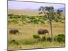 African Elephant Grazing in the Fields, Maasai Mara, Kenya-Joe Restuccia III-Mounted Photographic Print