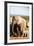 African elephant herd , Addo Elephant Nat'l Park, Eastern Cape, South Africa, Africa-Christian Kober-Framed Photographic Print