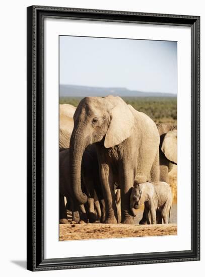 African elephant herd , Addo Elephant Nat'l Park, Eastern Cape, South Africa, Africa-Christian Kober-Framed Photographic Print