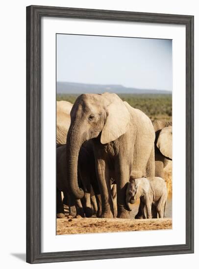 African elephant herd , Addo Elephant Nat'l Park, Eastern Cape, South Africa, Africa-Christian Kober-Framed Photographic Print