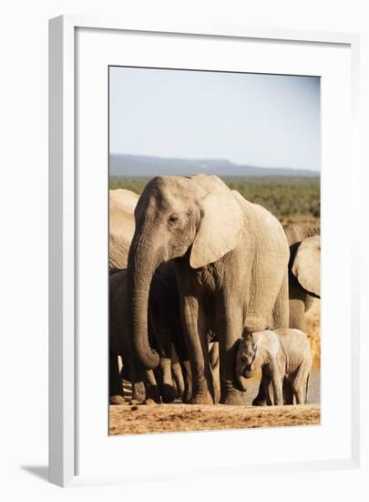 African elephant herd , Addo Elephant Nat'l Park, Eastern Cape, South Africa, Africa-Christian Kober-Framed Photographic Print