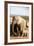 African elephant herd , Addo Elephant Nat'l Park, Eastern Cape, South Africa, Africa-Christian Kober-Framed Photographic Print