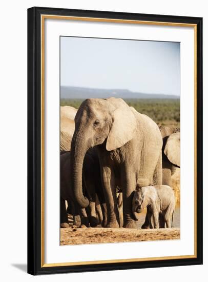 African elephant herd , Addo Elephant Nat'l Park, Eastern Cape, South Africa, Africa-Christian Kober-Framed Photographic Print