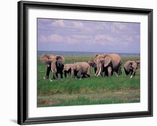 African Elephant Herd and Cattle Egrets, Amboseli National Park, Kenya-Art Wolfe-Framed Photographic Print