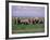 African Elephant Herd and Cattle Egrets, Amboseli National Park, Kenya-Art Wolfe-Framed Photographic Print