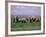 African Elephant Herd and Cattle Egrets, Amboseli National Park, Kenya-Art Wolfe-Framed Photographic Print