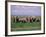 African Elephant Herd and Cattle Egrets, Amboseli National Park, Kenya-Art Wolfe-Framed Photographic Print